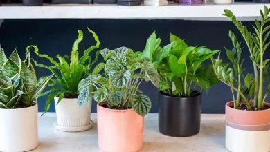 ۸ گیاه آپارتمانی که خیر و برکت را به خانه می‌آورند
