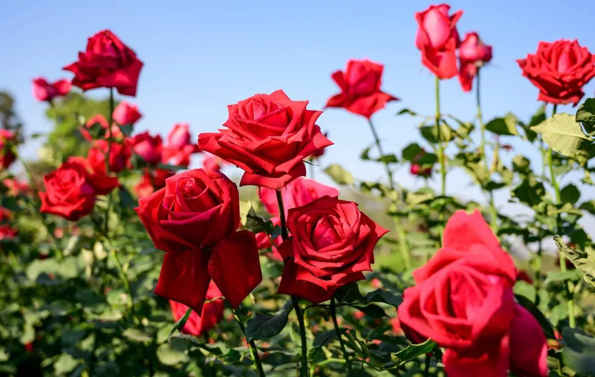 شاهکار معماری