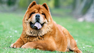 مدل موی پسرانه