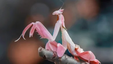 طوطی آبی
