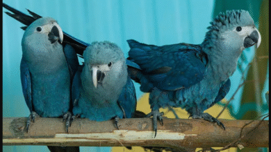طوطی آبی