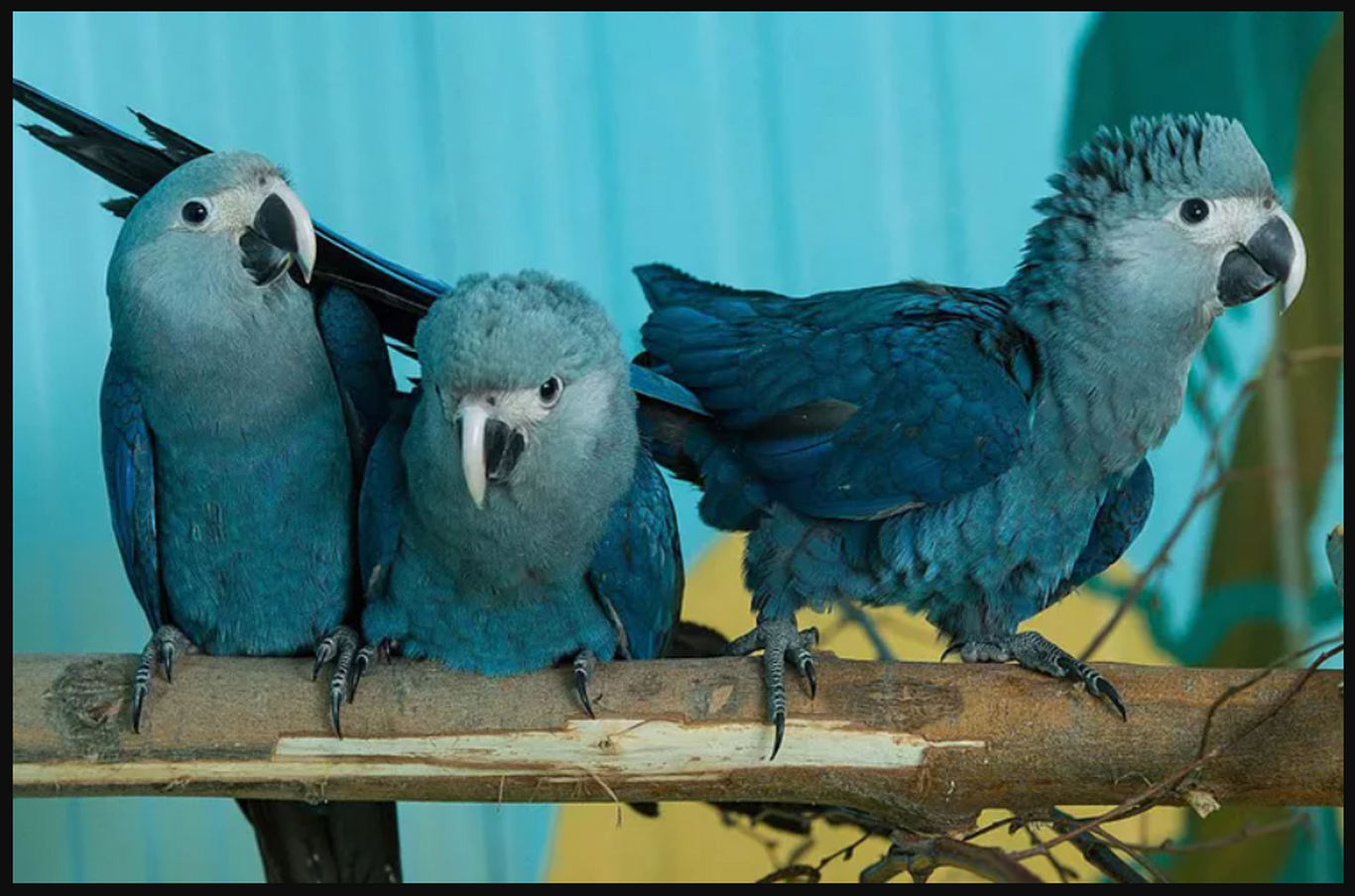 طوطی آبی
