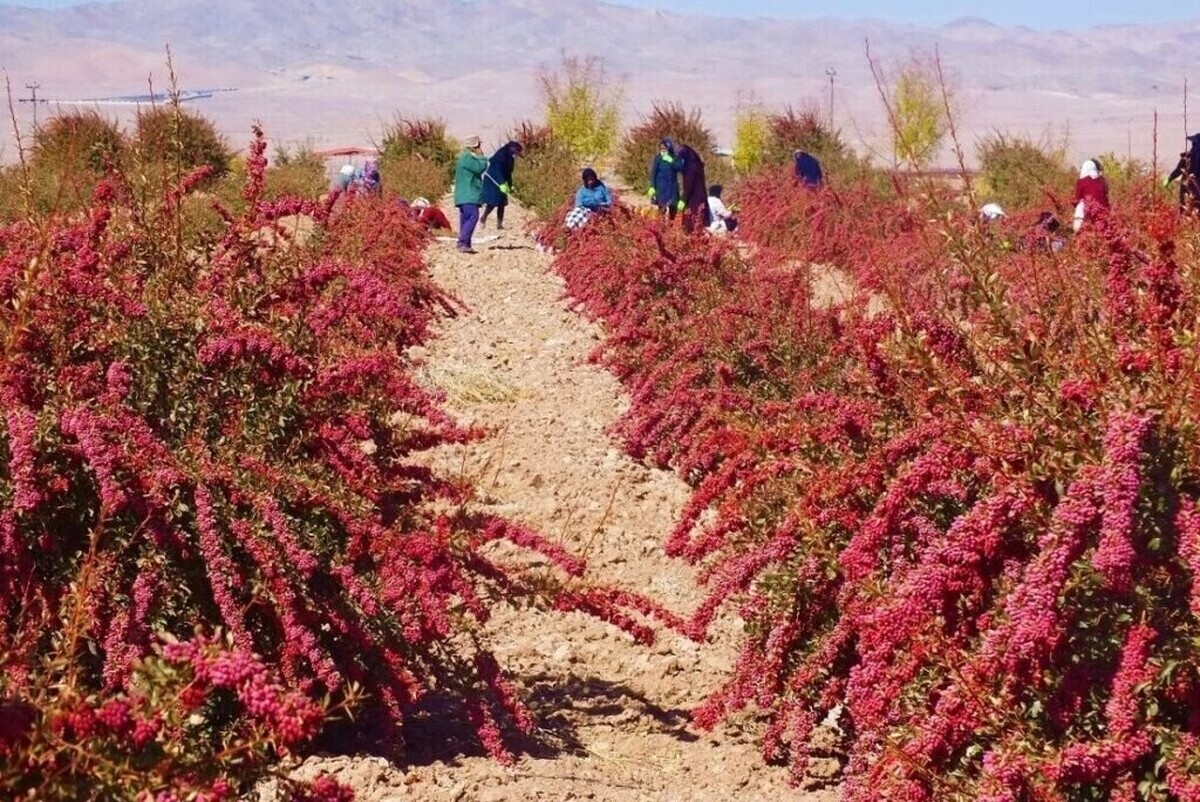 باغ زرشک