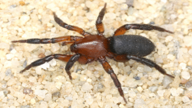 طوطی آبی