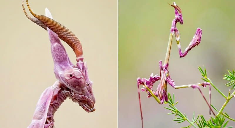 طوطی آبی