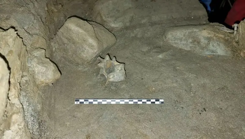 حیوان