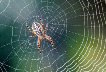 عنکبوت