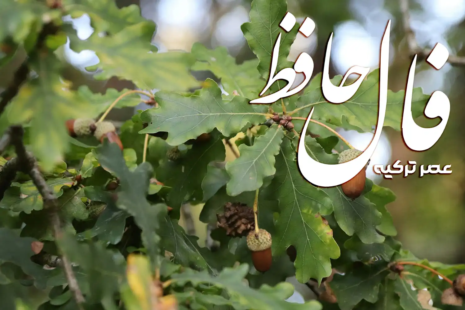 تصویری از یک درخت بلوط با میوه های رسیده