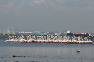 احیای حیات دریایی و افزایش تنوع زیستی در ازمیت