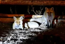 پناه آوردن خرسهای قهوهای و روباههای قرمز به مناطق مسکونی در کارس