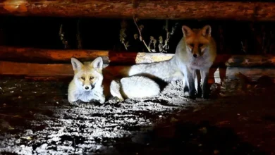 پناه آوردن خرس‌های قهوه‌ای و روباه‌های قرمز به مناطق مسکونی در کارس