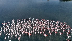 احیای حیات دریایی و افزایش تنوع زیستی در ازمیت