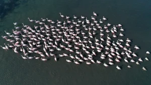 احیای حیات دریایی و افزایش تنوع زیستی در ازمیت