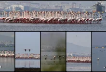 احیای حیات دریایی و افزایش تنوع زیستی در ازمیت