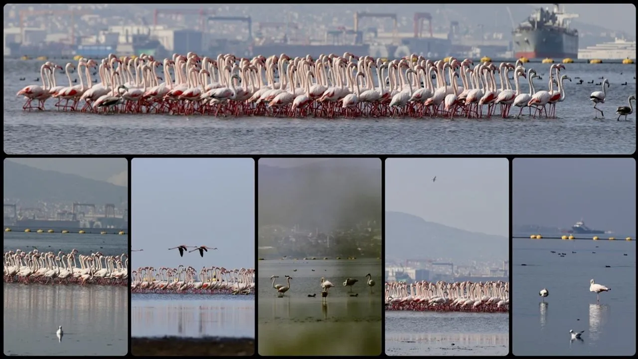 احیای حیات دریایی و افزایش تنوع زیستی در ازمیت