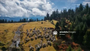 زیباییهای پاییز در یلاقهای دریای سیاه