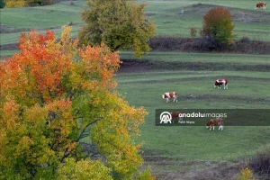 زیباییهای پاییز در یلاقهای دریای سیاه