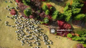 زیباییهای پاییز در یلاقهای دریای سیاه