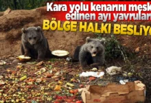 توله‌ خرس‌