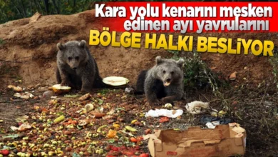 توله‌ خرس‌