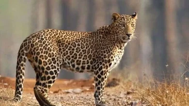 هدی زین‌العابدین