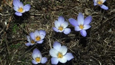 زعفران وحشی