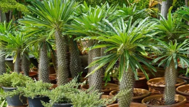 نخل ماداگاسکار