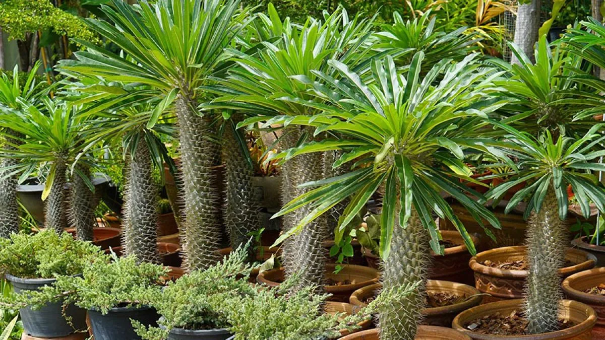 نخل ماداگاسکار