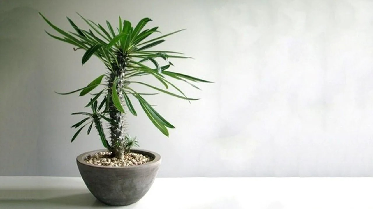 نخل ماداگاسکار