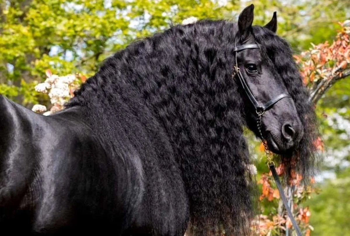 چرا چشم اسب‌ ها در طرفین سرشان قرار دارد؟