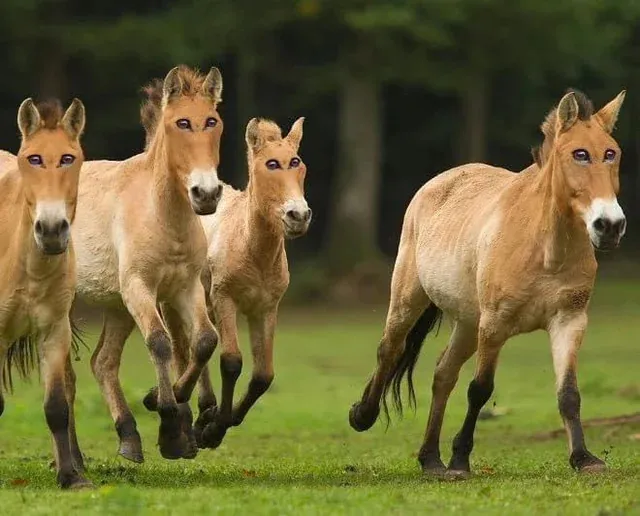 چرا چشم اسب‌ ها در طرفین سرشان قرار دارد؟؟؟