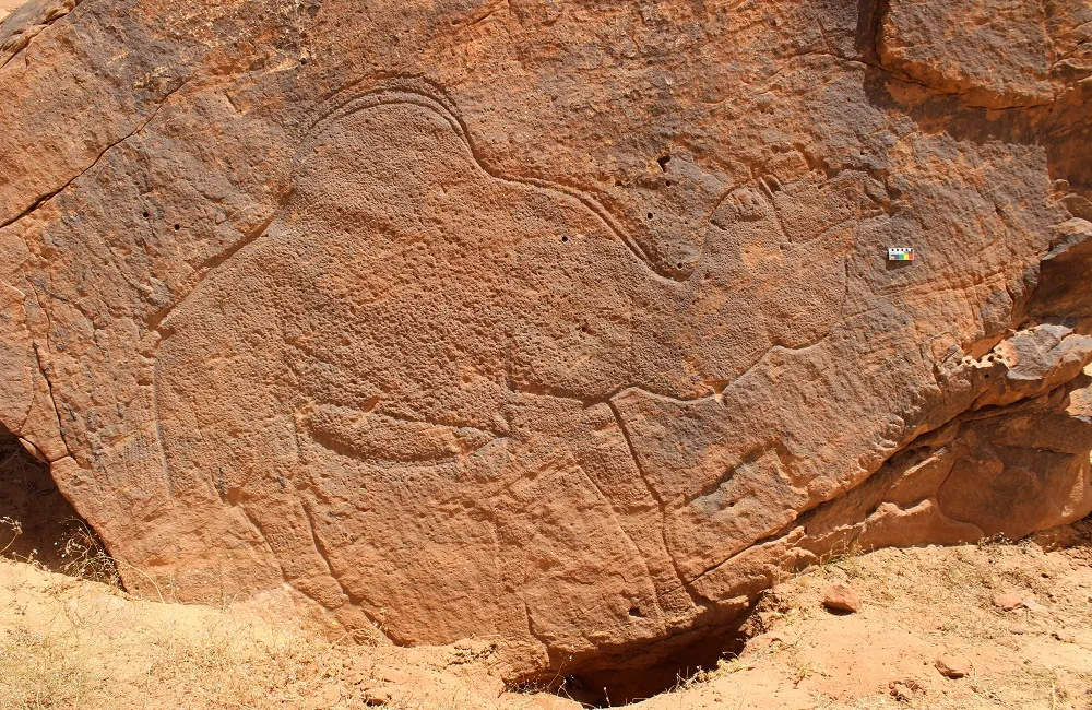 کشف شترهای 12 هزارساله در بیابان‌های عربستان