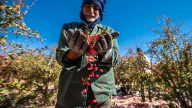 پژمان جمشیدی