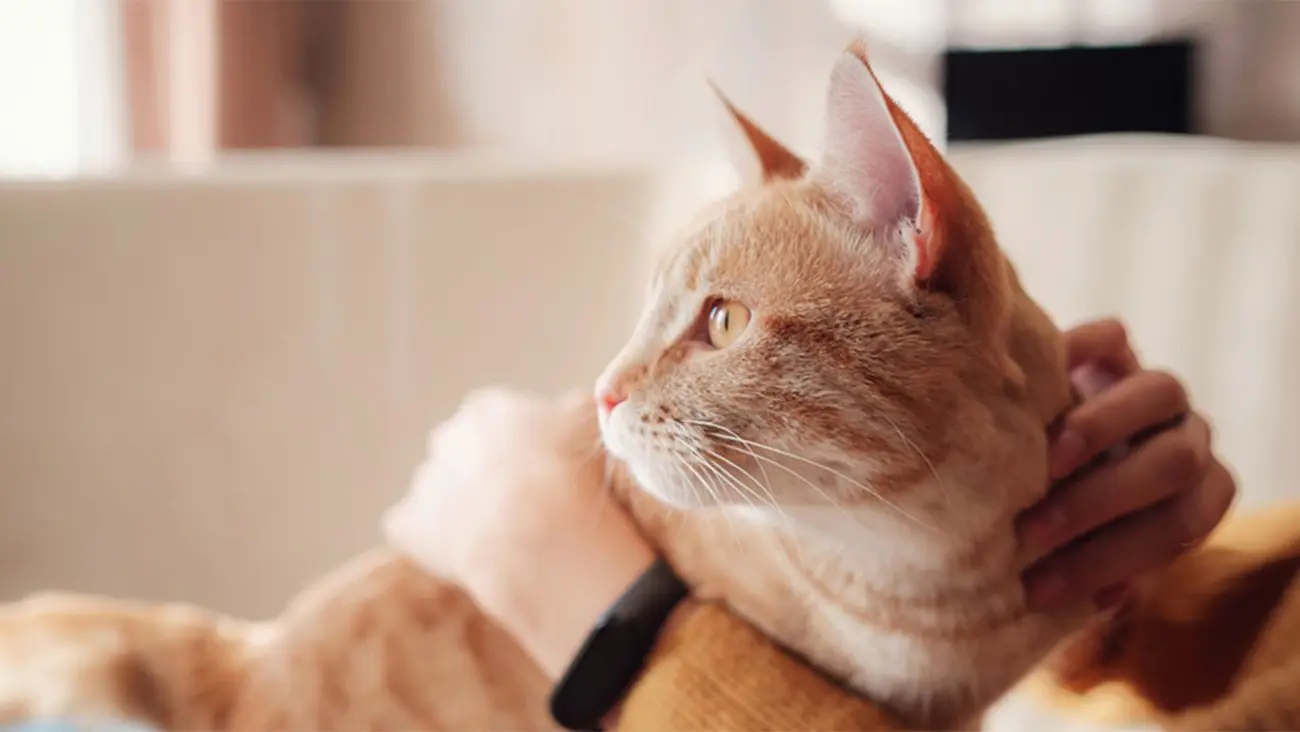 نگهداری این حیوان خانگی خطر ابتلا به اسکیزوفرنی را دو برابر میکند؟! 1 1 168