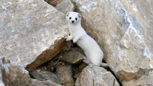 مشاهده گونه نادر راسو سفید در وان ترکیه