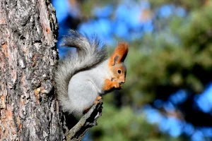 سنجابهای قرمز کارس