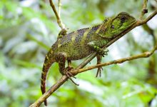 نام خانوادگی