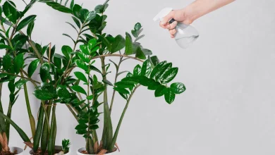 4 کاربرد جالب وایتکس برای گیاهان آپارتمانی3