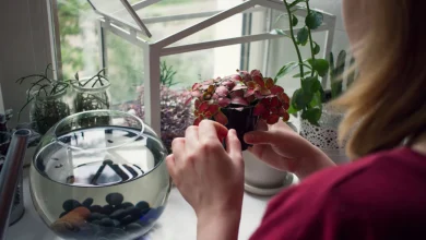 چطور فیتونیا را در آب نگهداری کنیم؟ 21 5 54