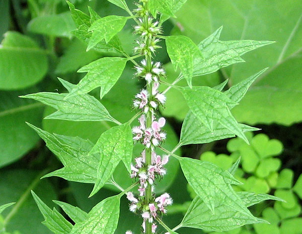 گیاه دم شیر