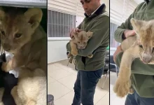 کشف یک قلاده توله شیر آفریقایی در استانبول