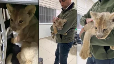 کشف یک قلاده توله شیر آفریقایی در استانبول
