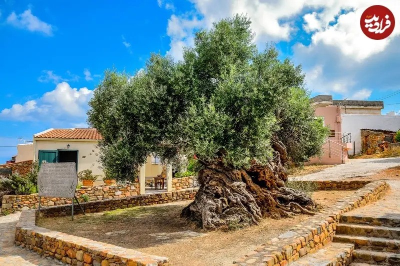 کهنترین درختان زنده دنیا 8 7 51