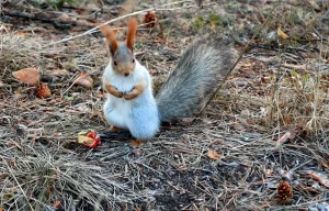 سنجابهای قرمز کارس