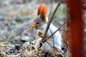 سنجابهای قرمز کارس