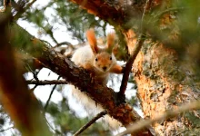 سنجابهای قرمز کارس خود را برای خواب زمستانی آماده میکنند(عکس) 3 سنجابهای قرمز کارس