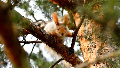 سنجابهای قرمز کارس