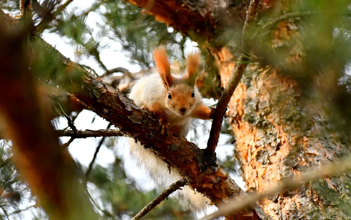 سنجابهای قرمز کارس