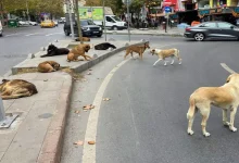 محدودیت جدید برای تغذیه سگ‌های بی‌سرپرست در استانبول