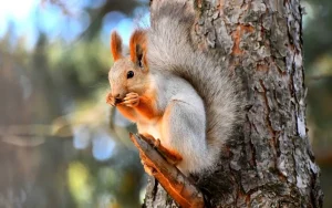 سنجابهای قرمز کارس